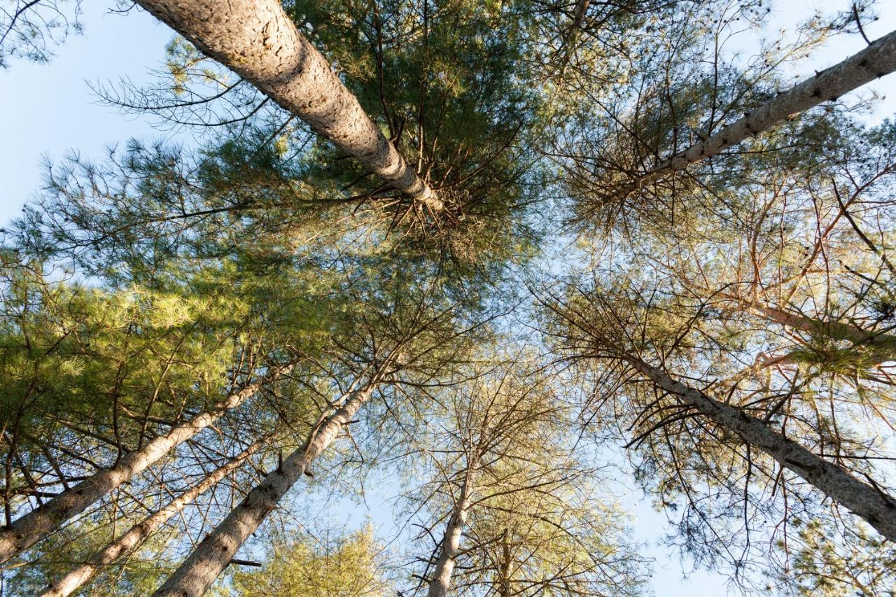Au Pre De L'Arbre Villa Sarlat-la-Canéda Buitenkant foto